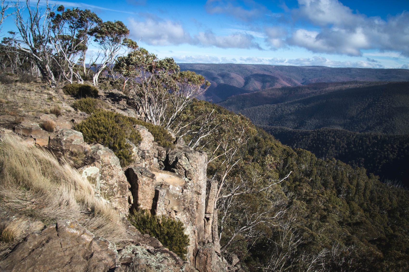 Australian woodland