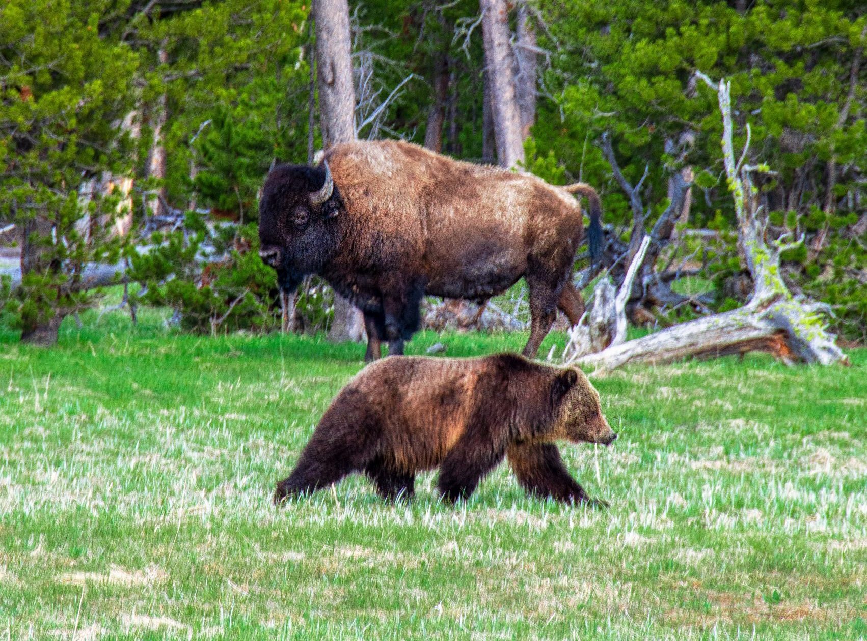 grizzly bear in yellowstone