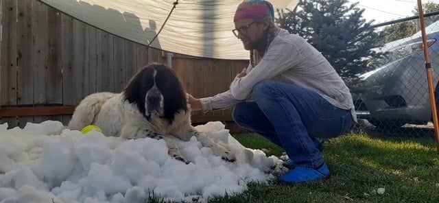 Maggie, snow, dog,