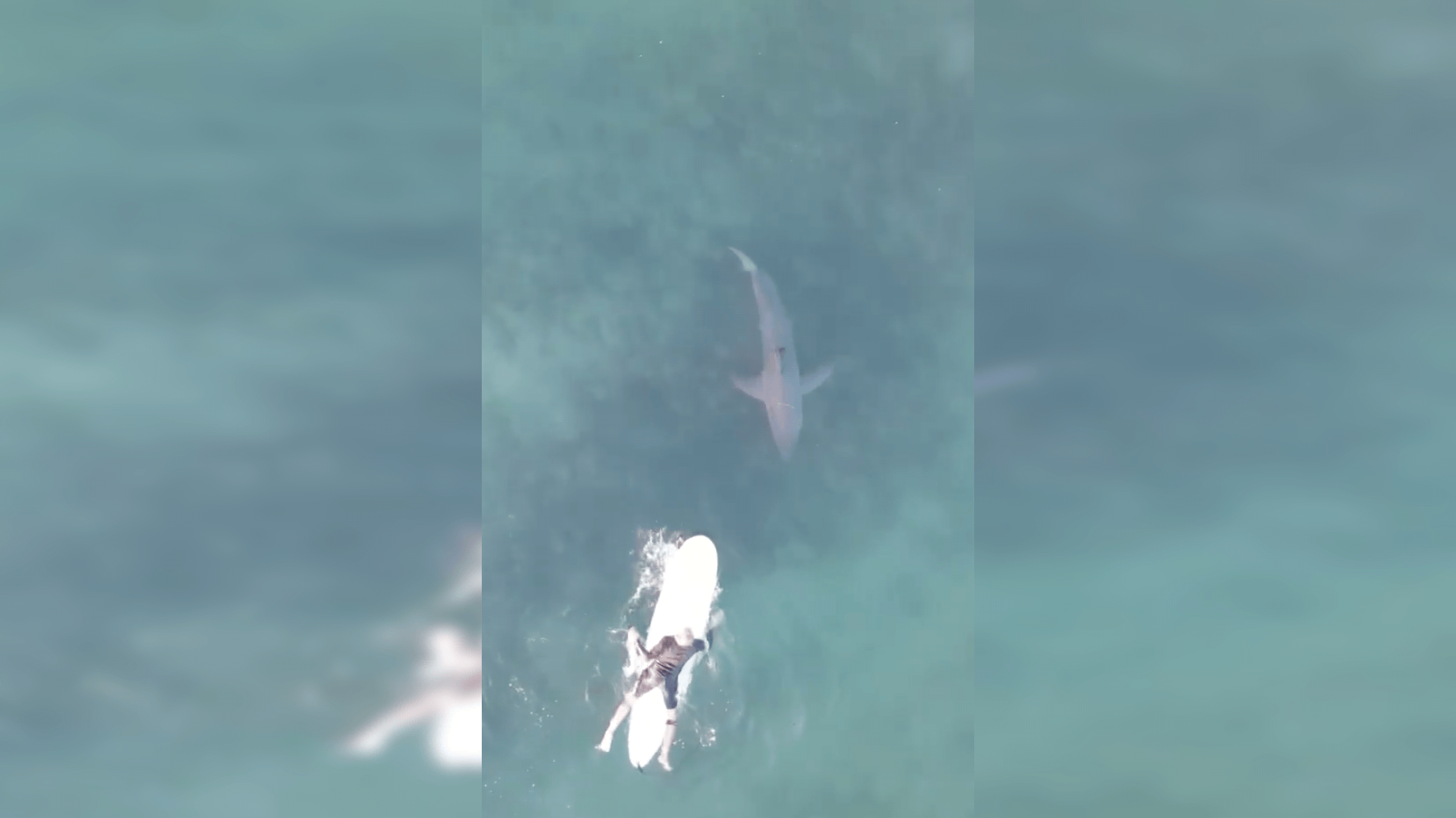 surfer, great white shark,