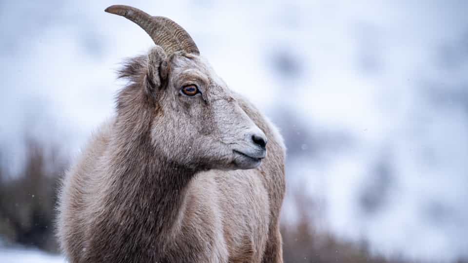 bighorn sheep