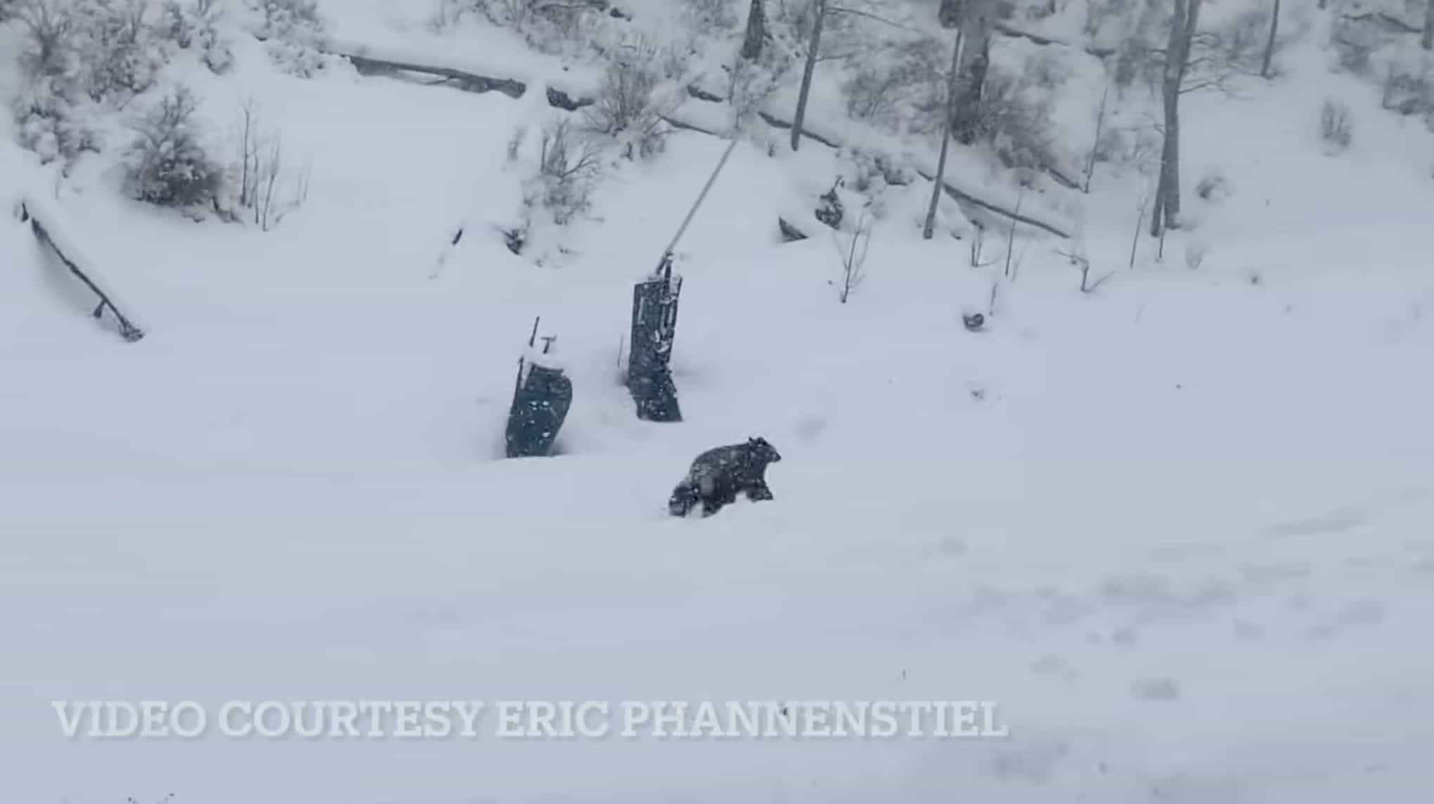 bear, beaver creek, colorado