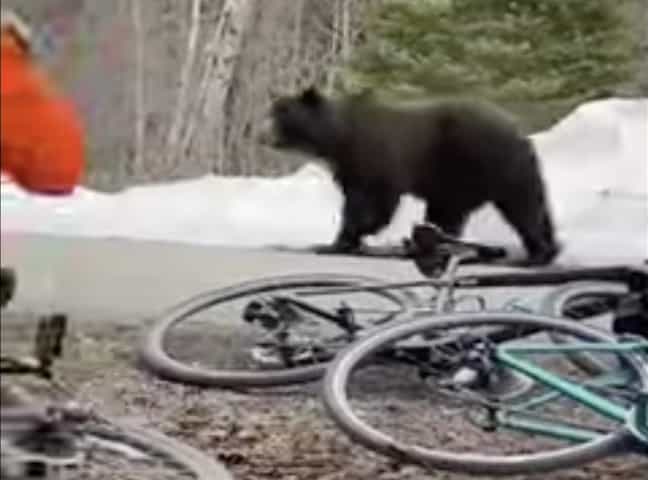 grizzly bear, going-to-the-sun road, montana, glacier national park,