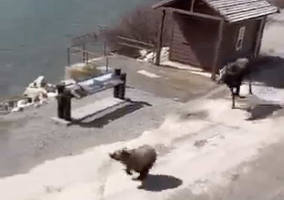 bear, moose,