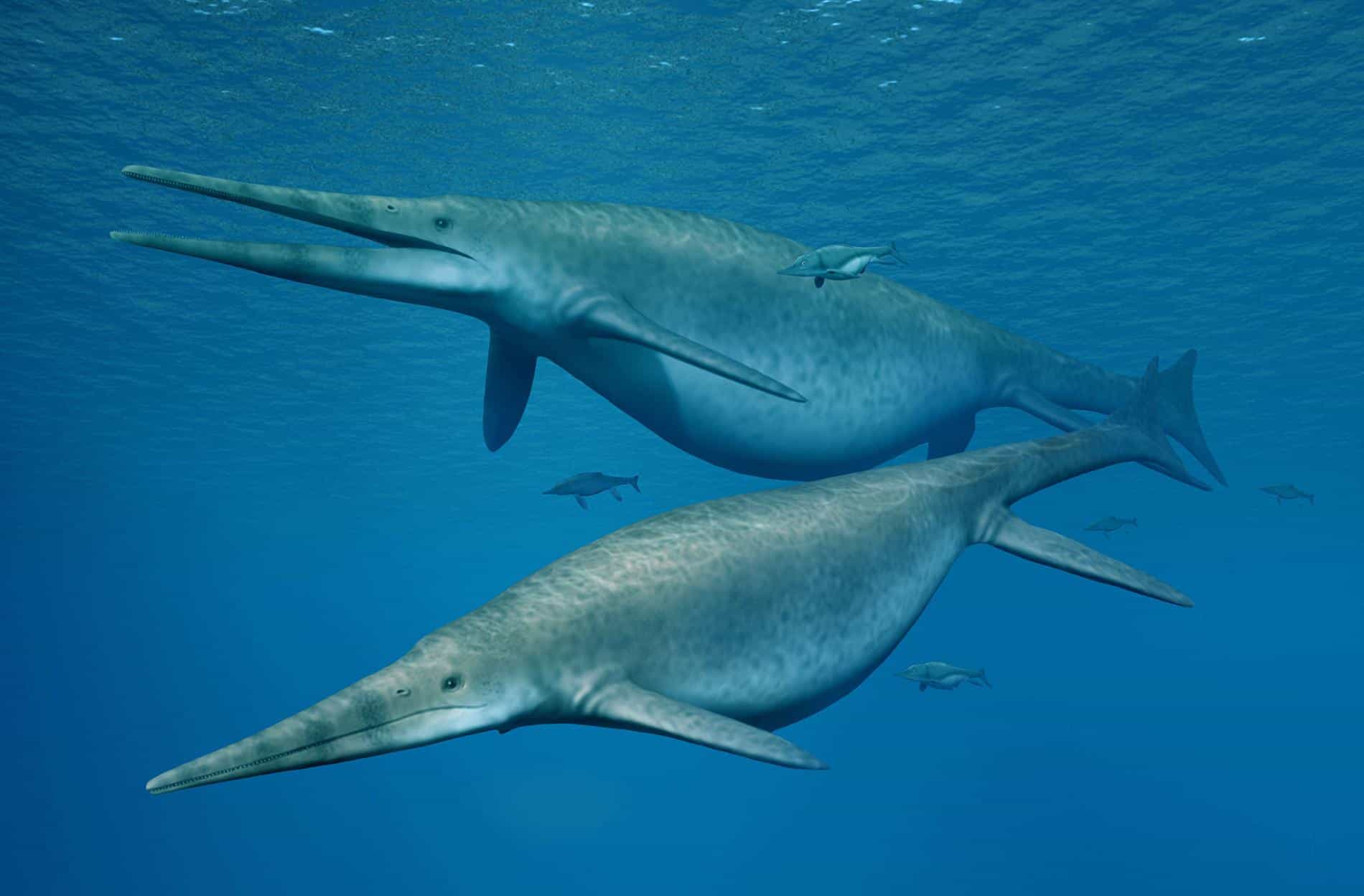 fossils, Ichthyosaur