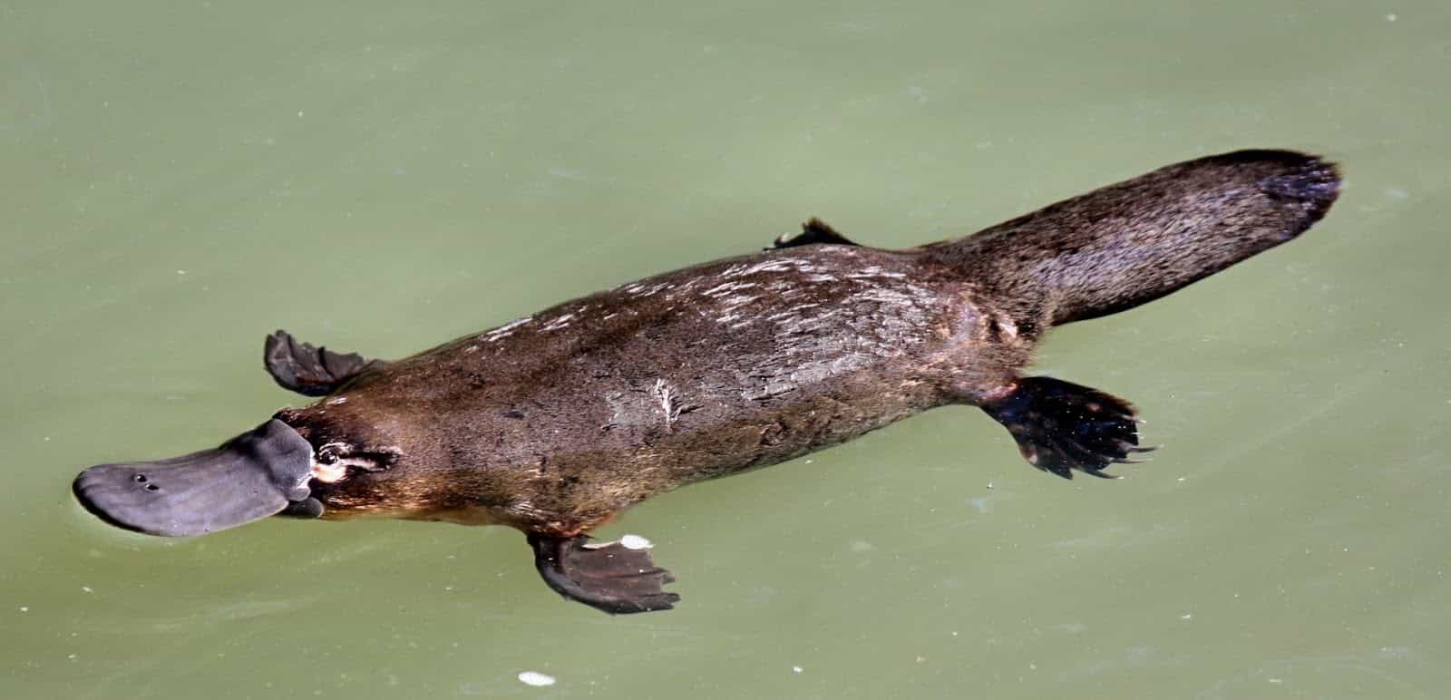 platypus