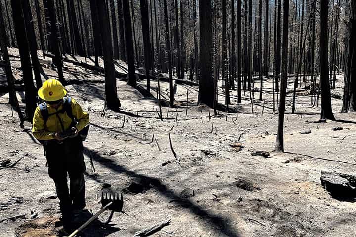 Yosemite, wildfire, fire