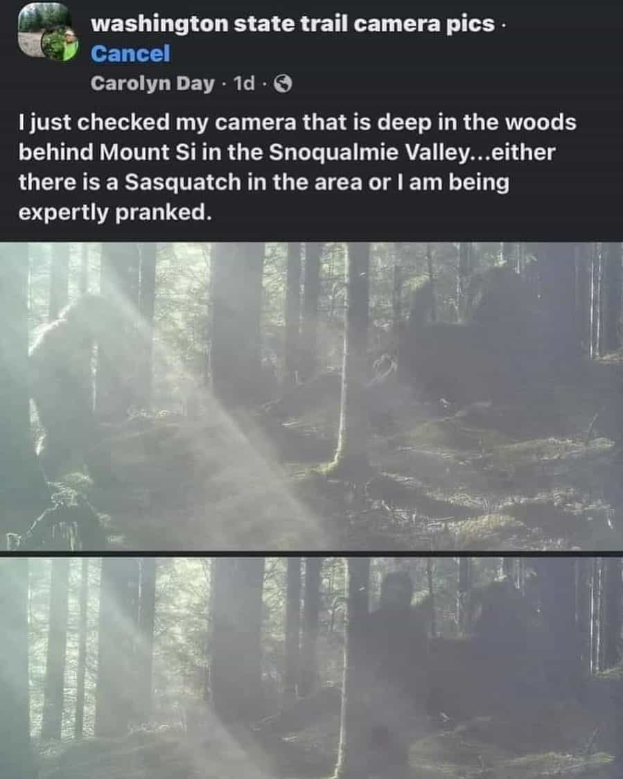 Bigfoot, Sasquatch,