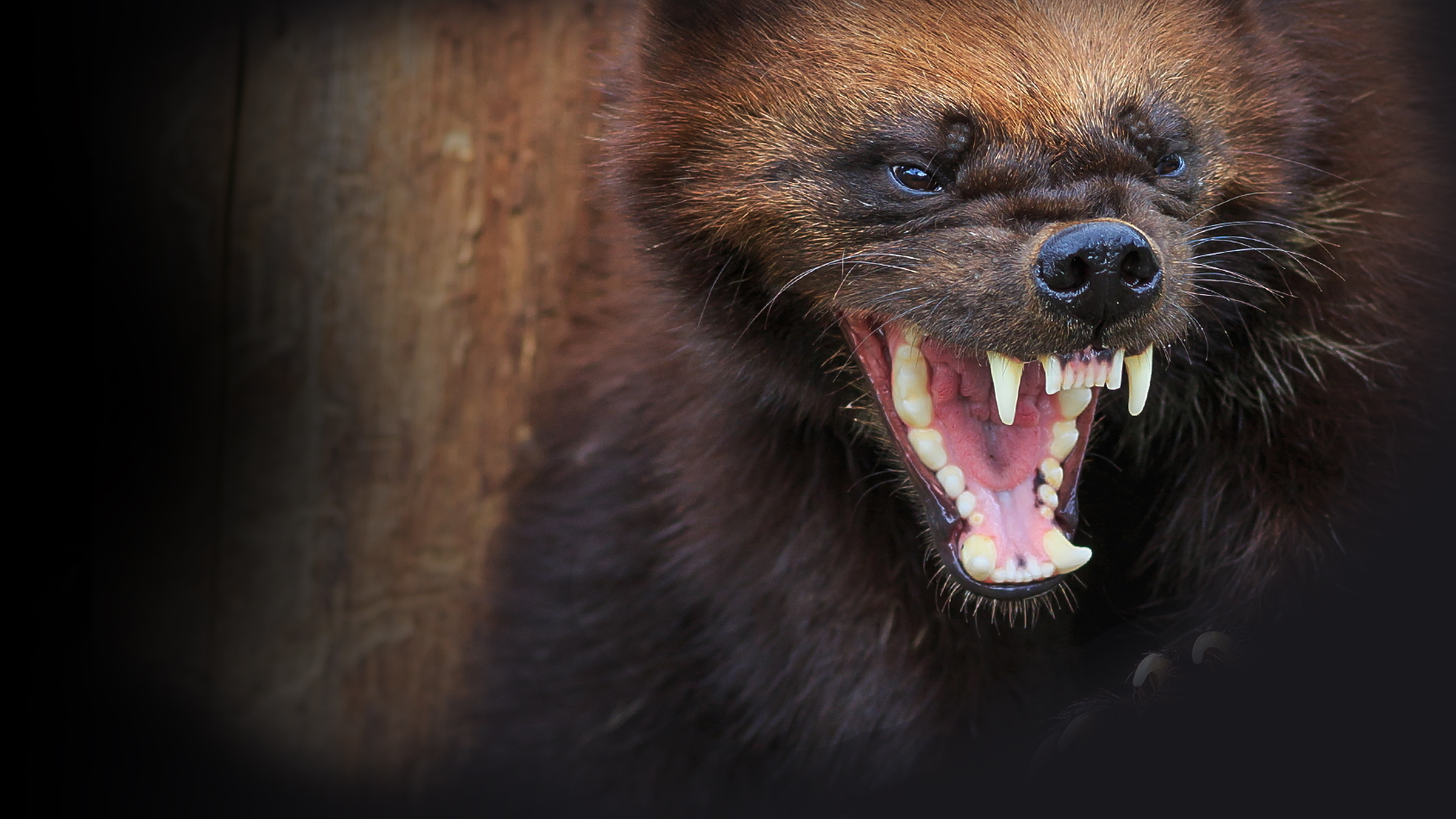 fangs, wolverine