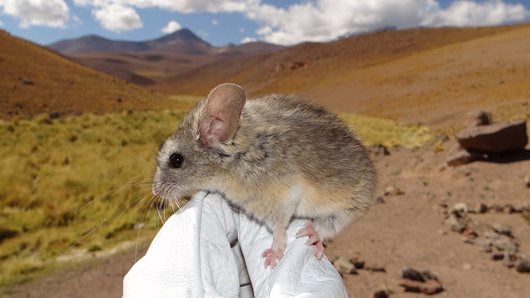 The yellow-rumped leaf-eared mouse