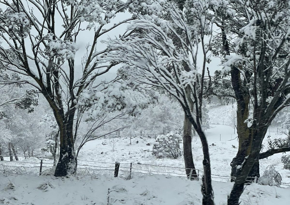 A herd of kangaroos