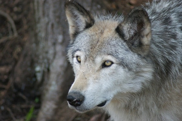 Grey Wolf