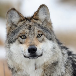 Grey Wolf