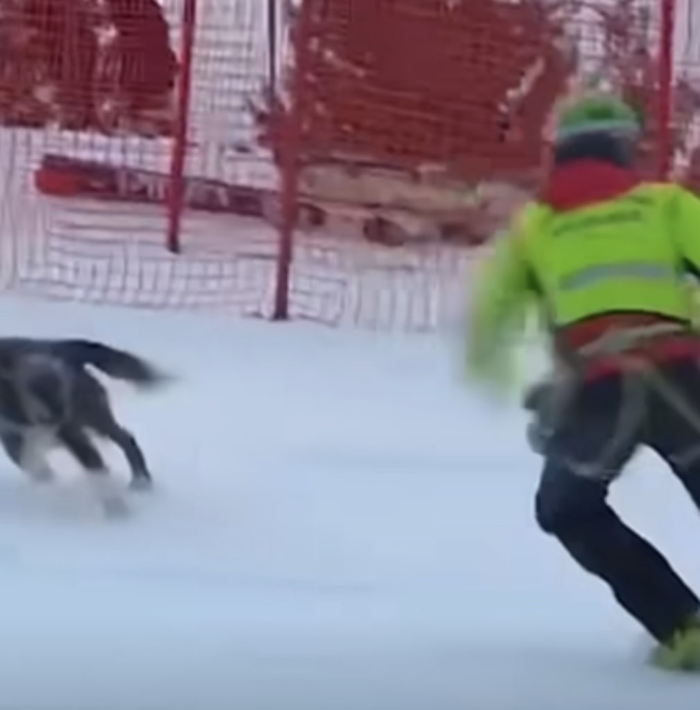 Dog