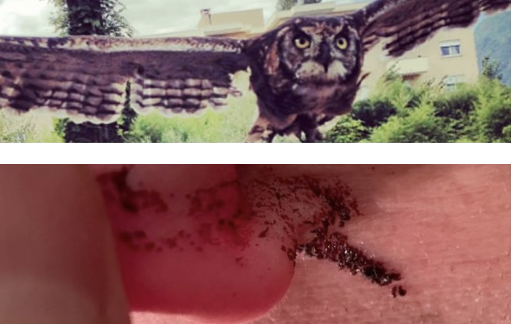 Owl attack