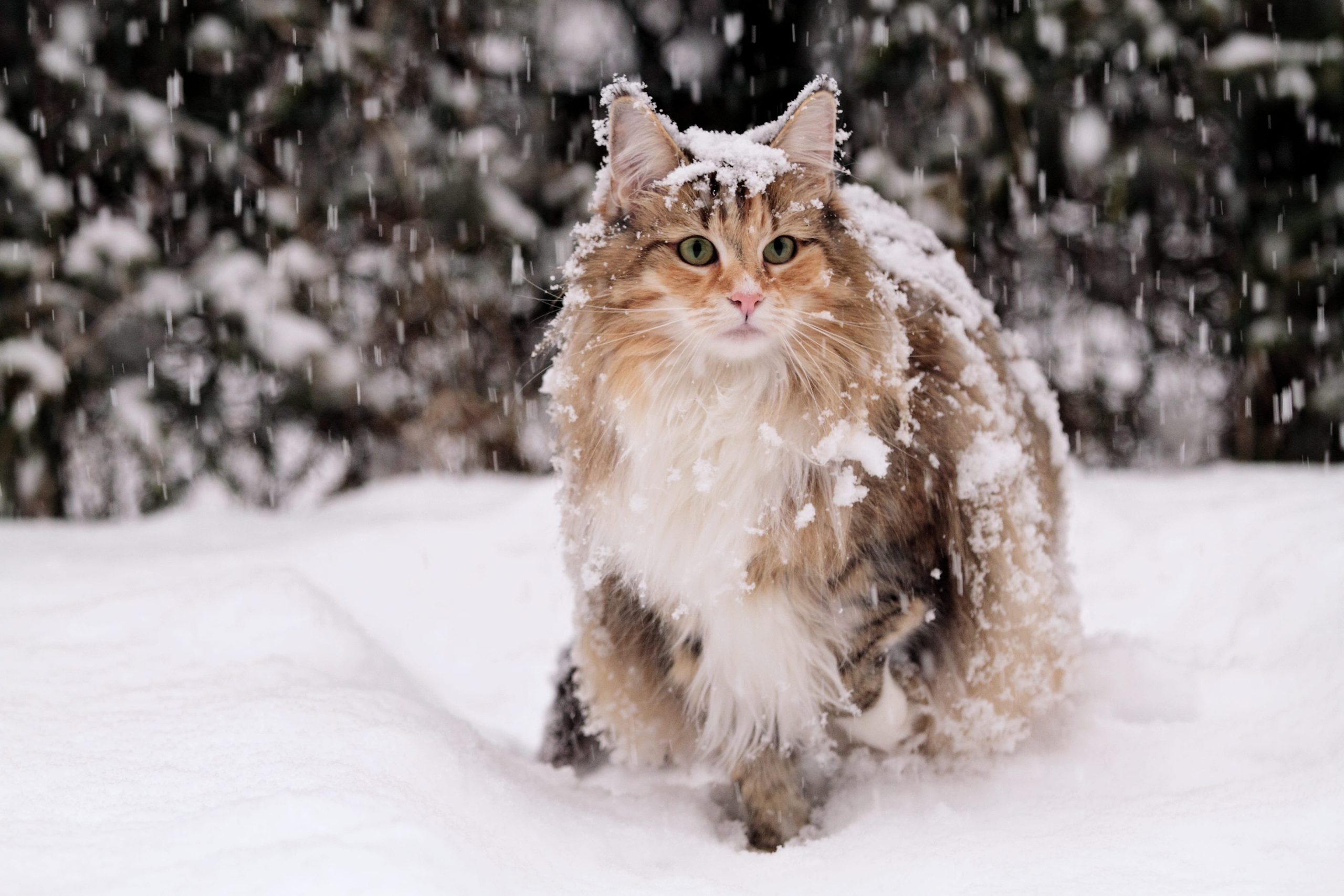 norwegian forest cat