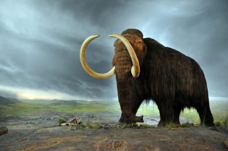 De-extinction Colossal Bioscience