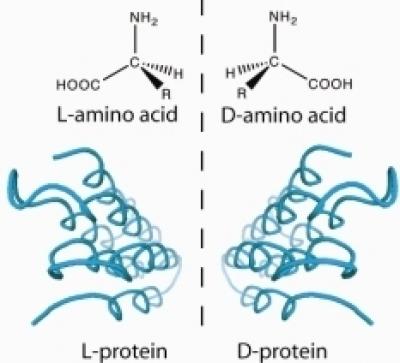 antifreeze protein