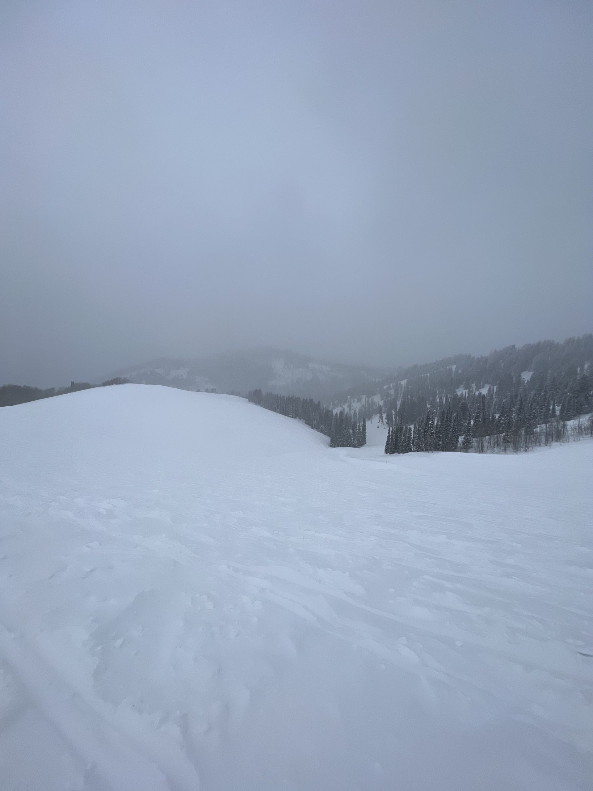 Medicine Bowl Targhee