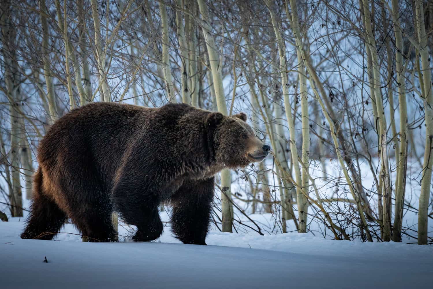 grizzly bear