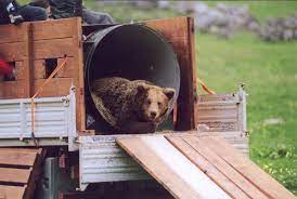 Bear trap