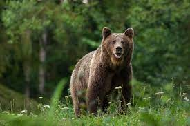 Brown bear