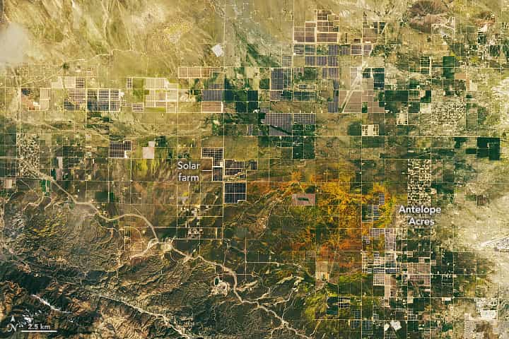 California superbloom