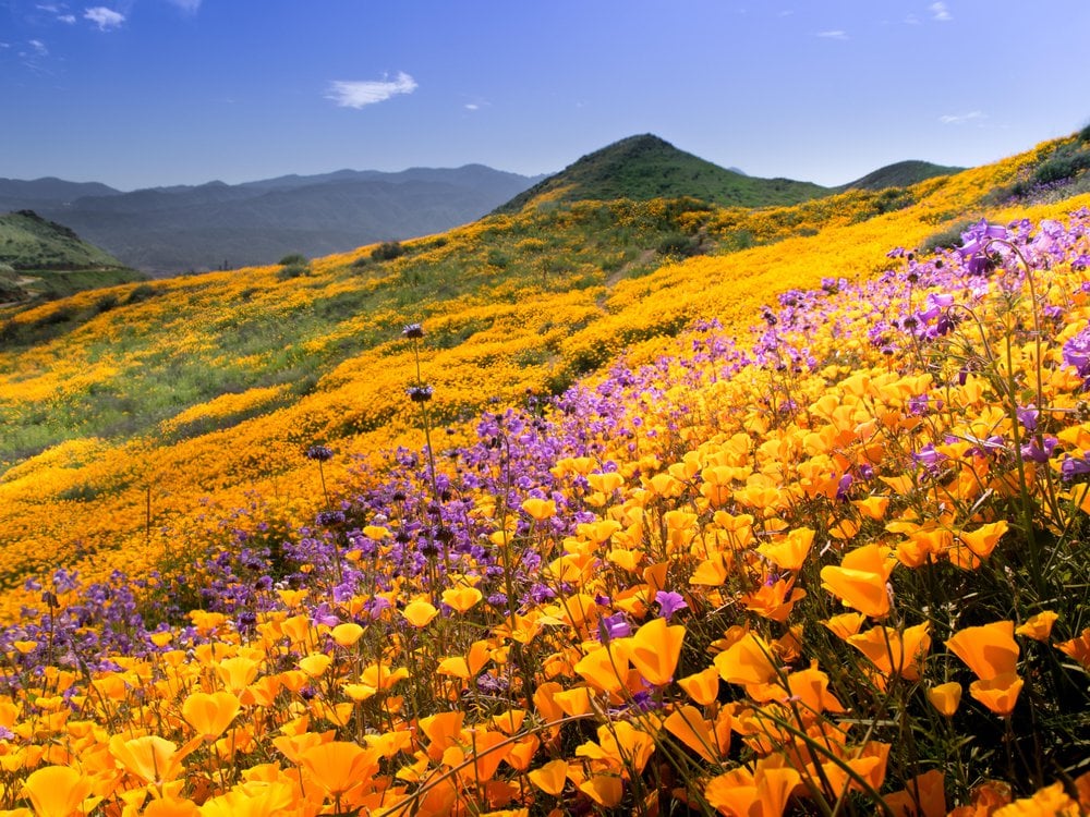 Wildflowers drought relief california beautiful 