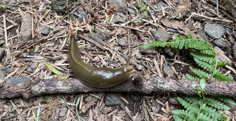 Banana Slug