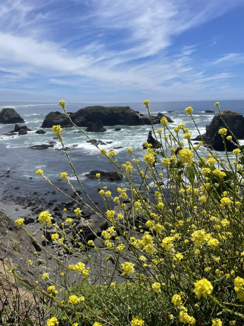 Somewhere along the Mendocino coast.