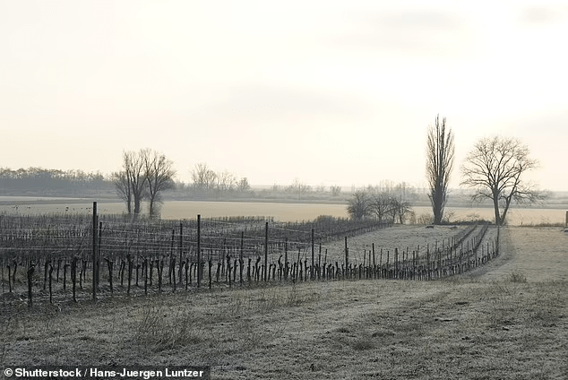 Frosty Field in Queensland, Australia