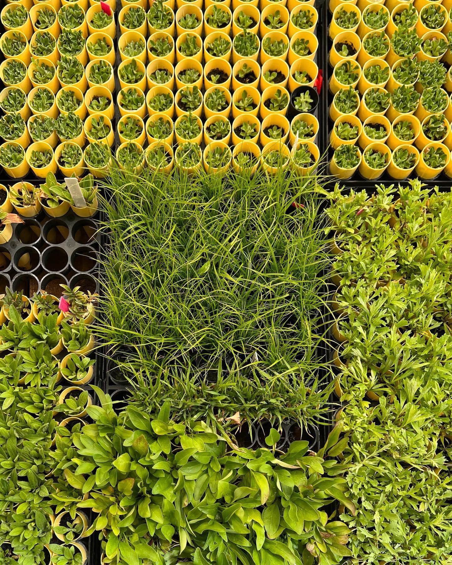 Alta Environmental Center Seedlings