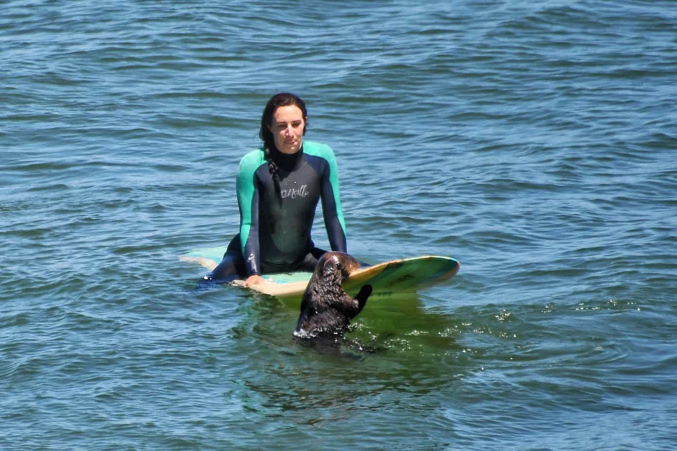 aggressive sea otter steals surfboards