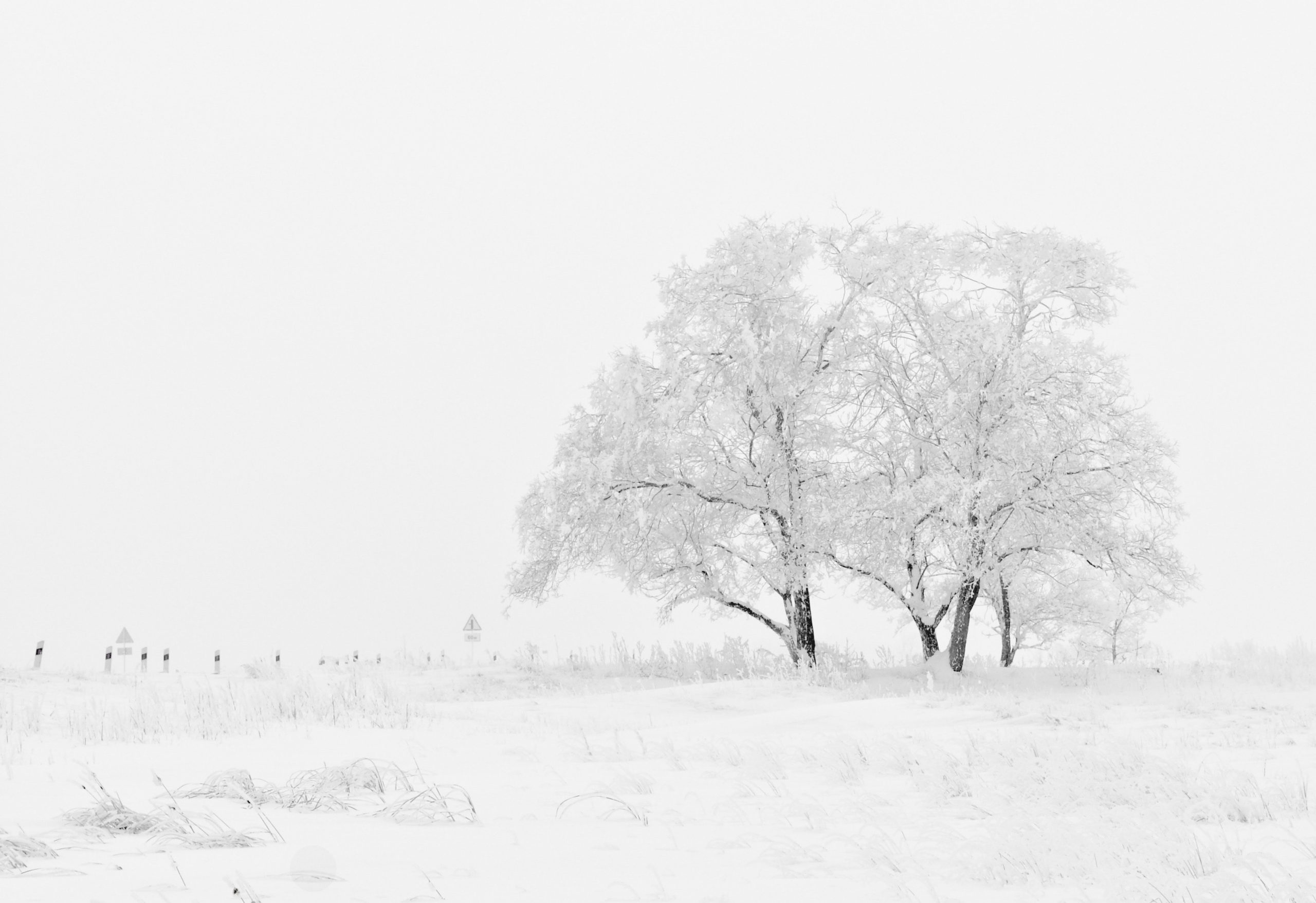 snow in different languages