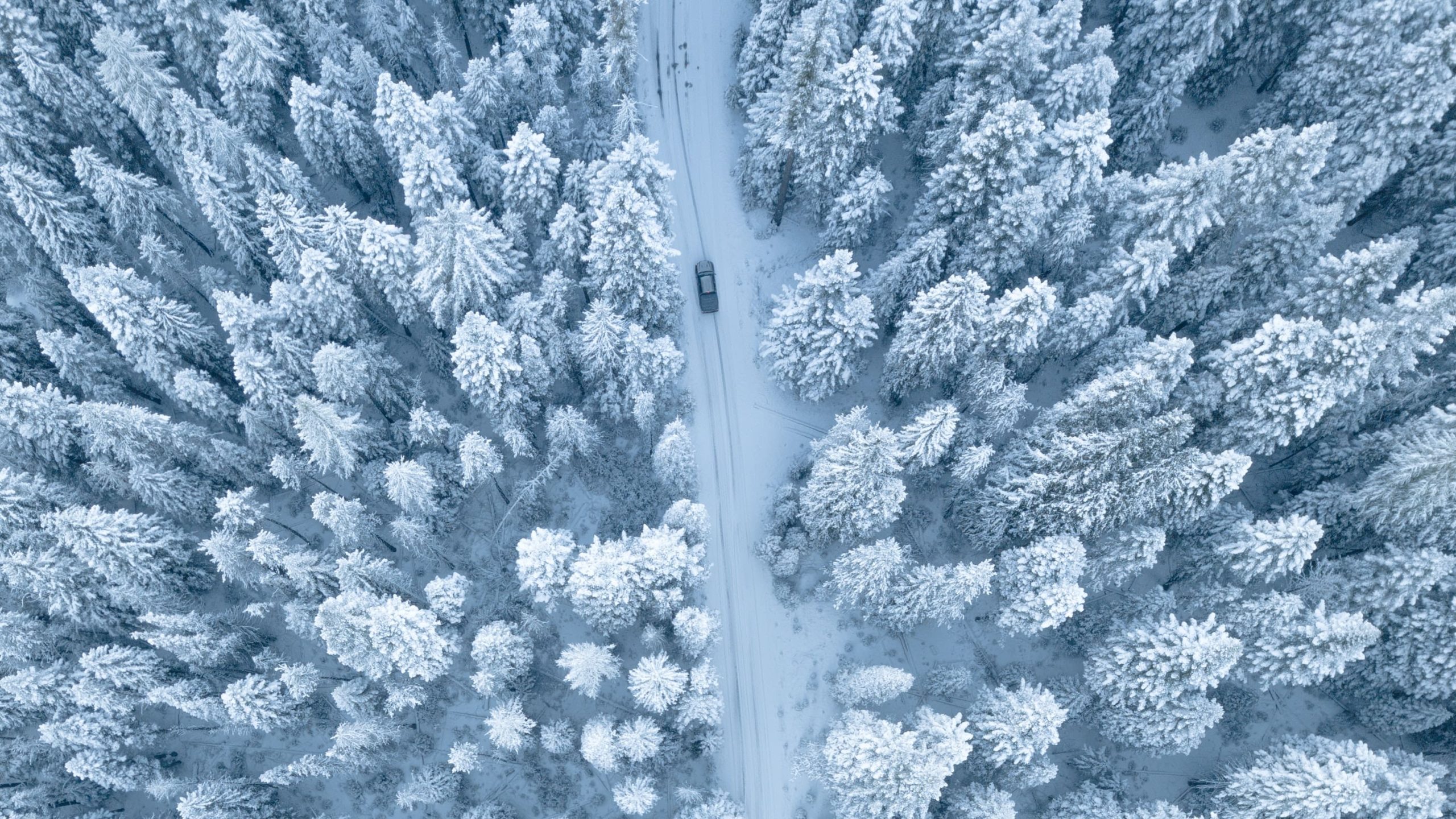 snow in different languages