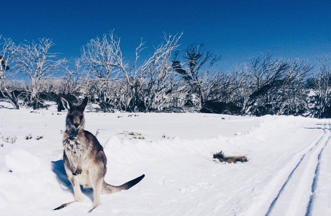 Kangaroo