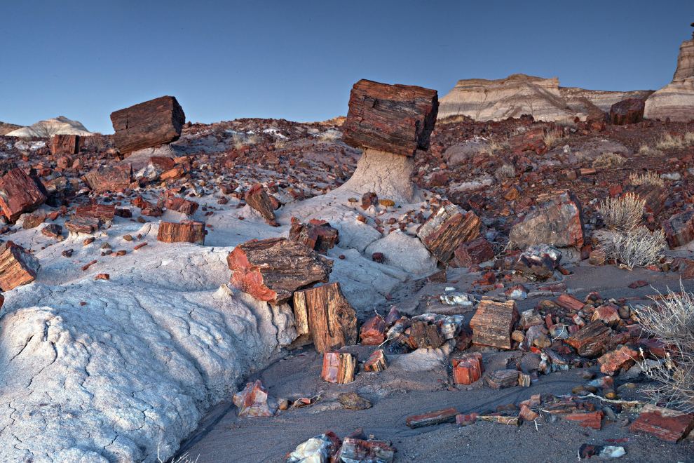 Petrified National Forest