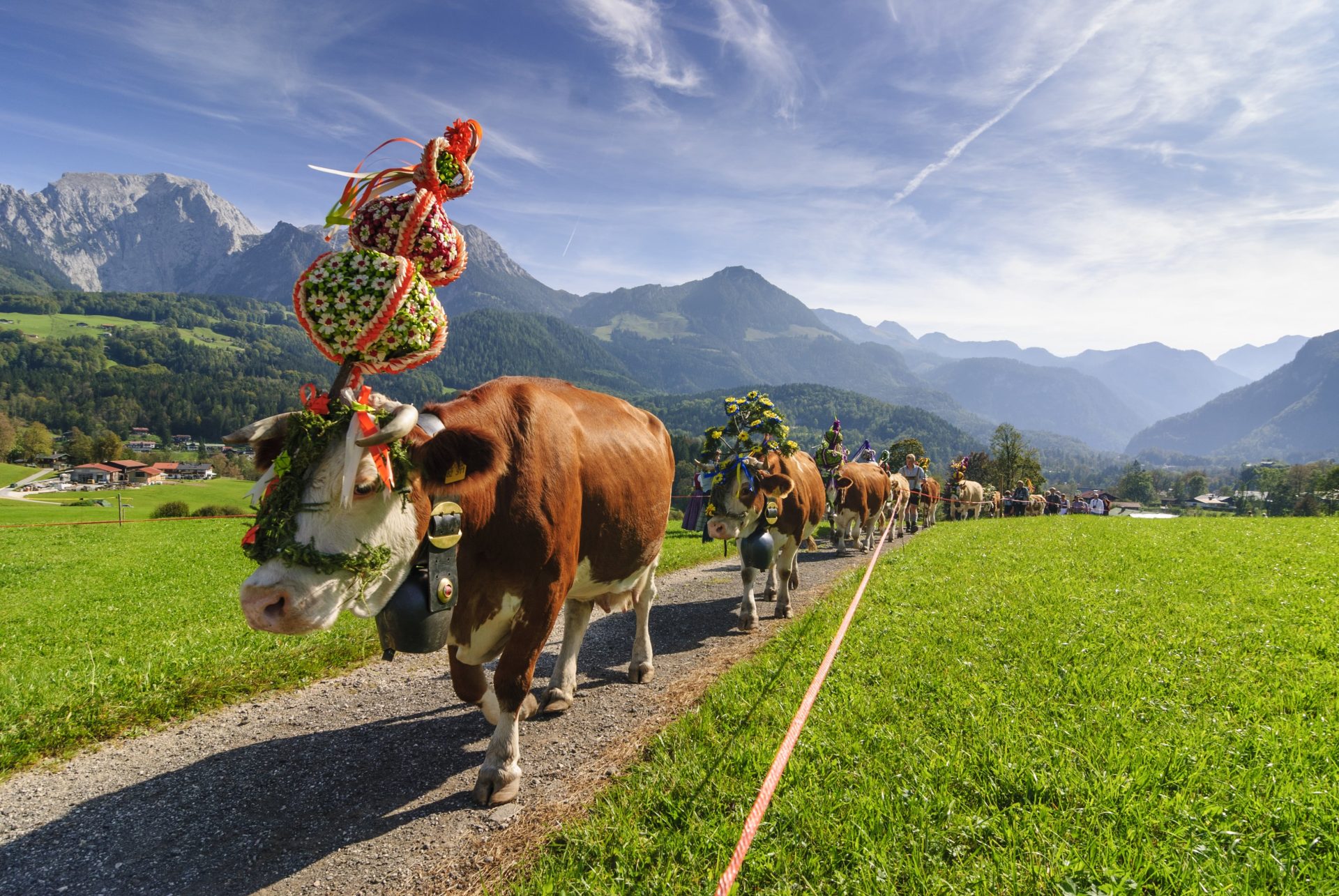 Cattle drive