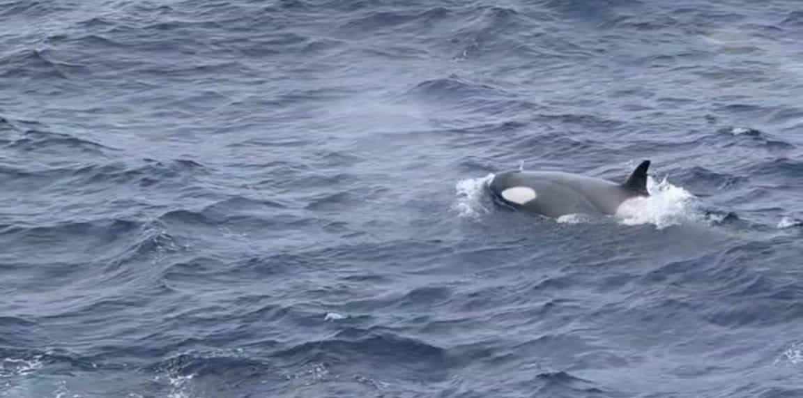 antarctica, orca