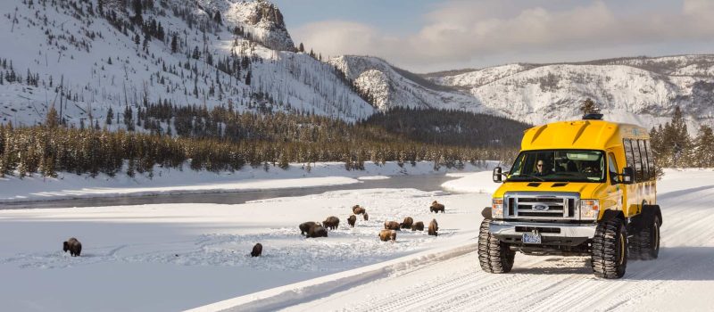 Snowcoach along the Madison River with bison