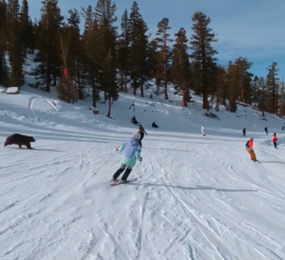 Heavenly bear