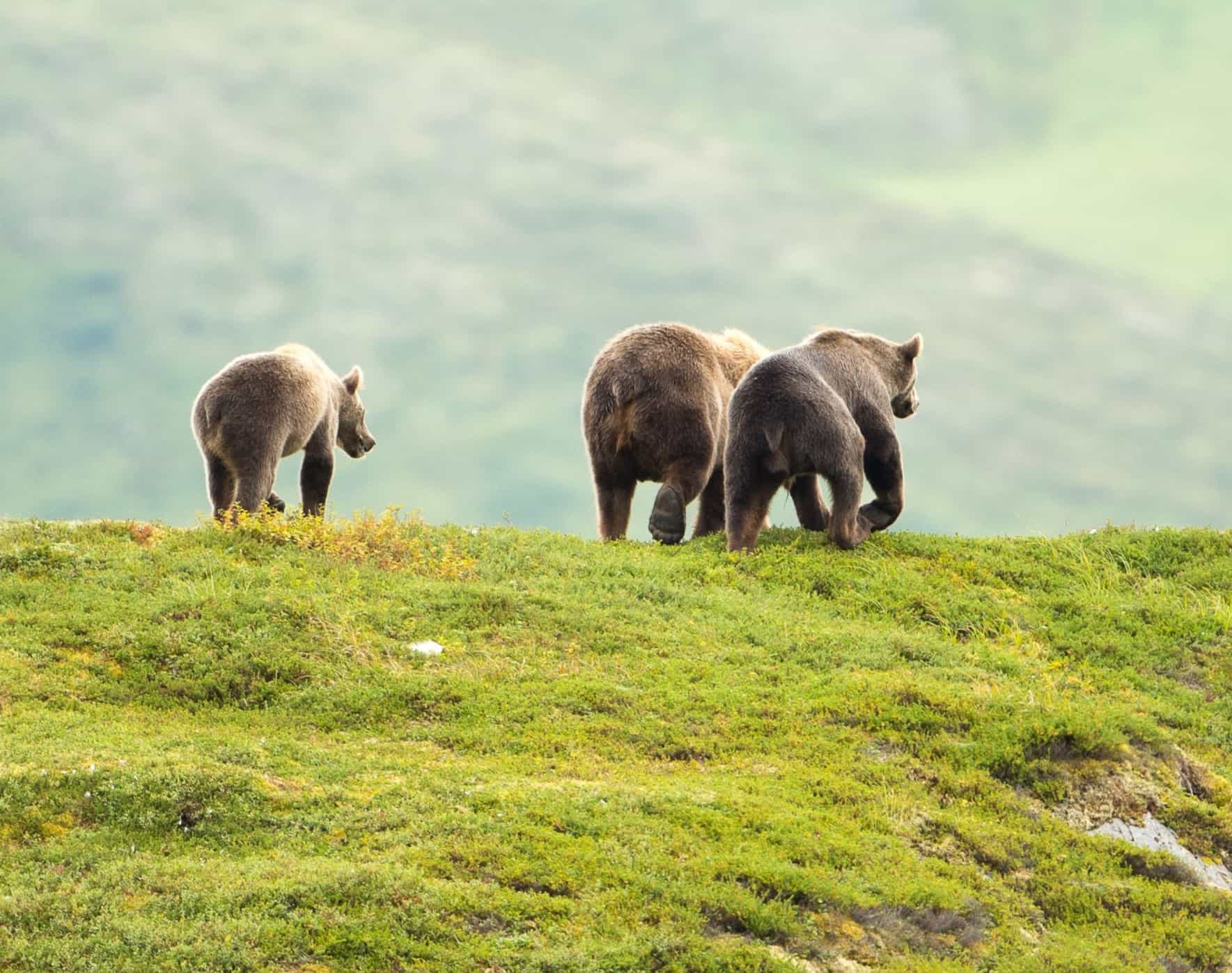 grizzly bear and cubs on green field