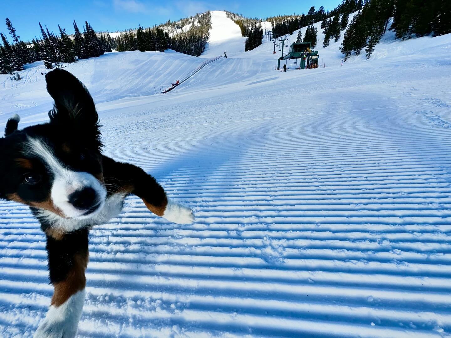 skiing montana