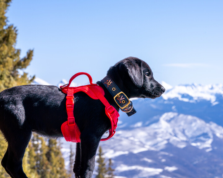 avalanche dog