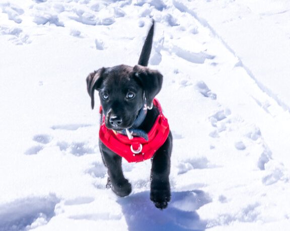 avalanche dog