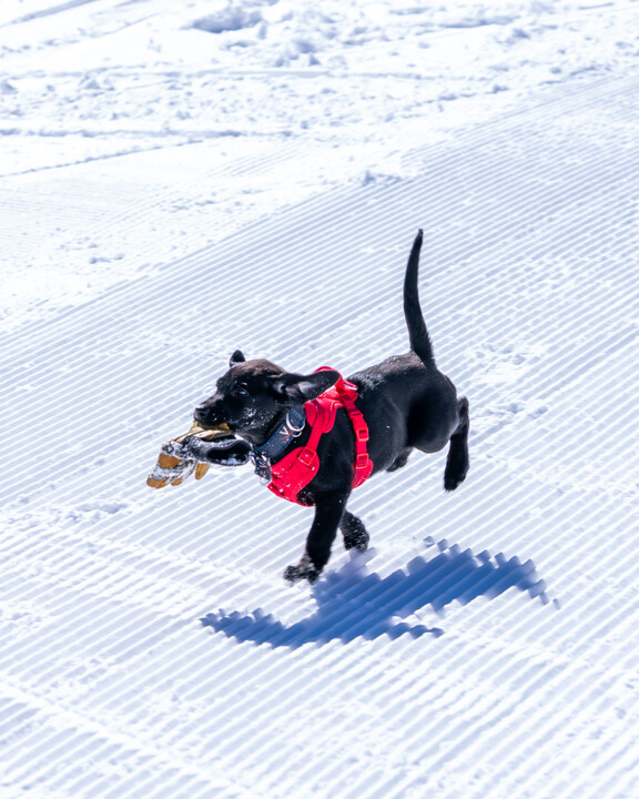 avalanche dog