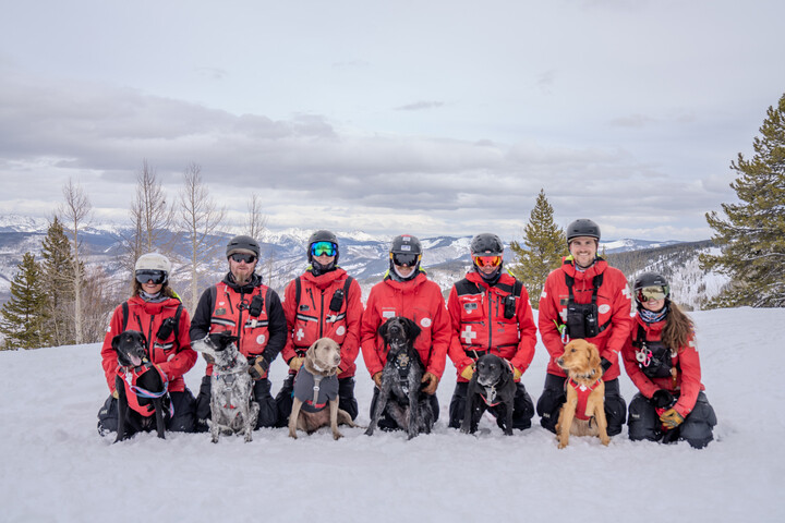 avalanche dog