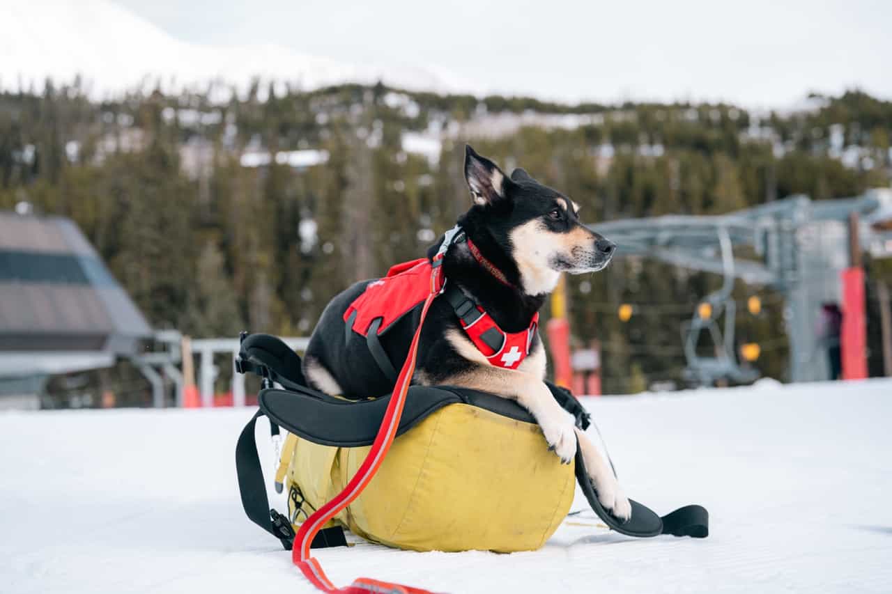 ski patrol and avalanche dog training at yellowstone club, big sky, montana