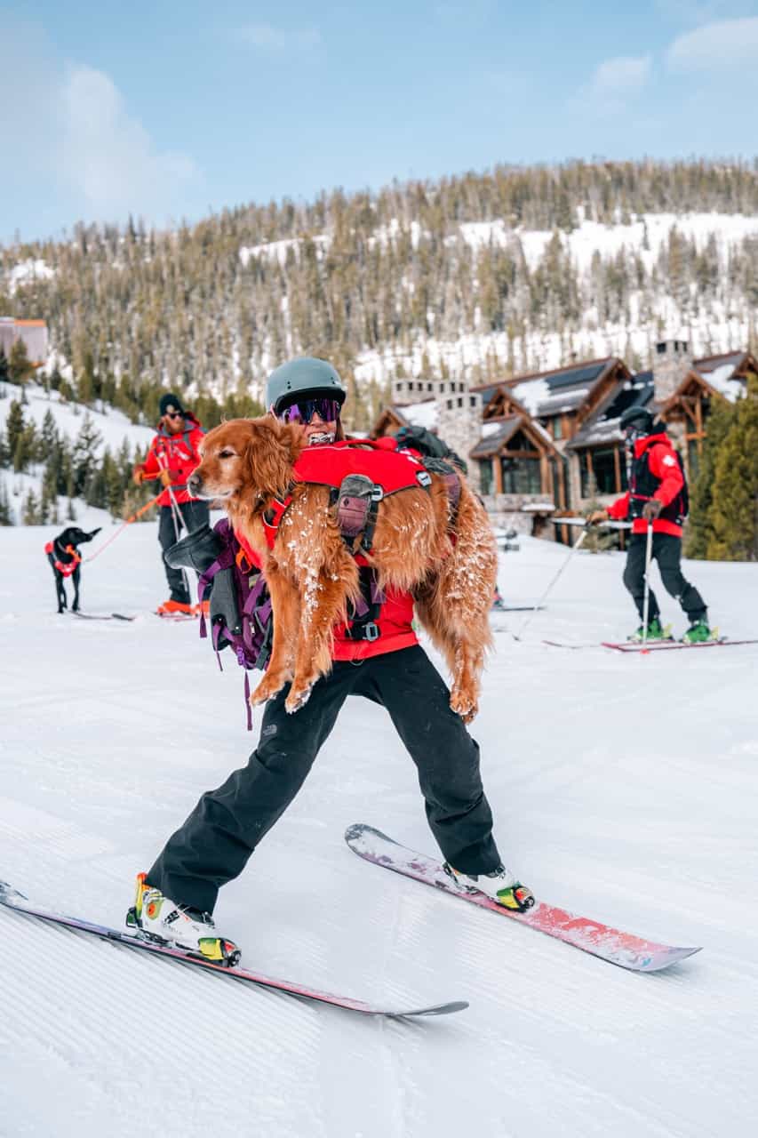 ski patrol and avalanche dog training at yellowstone club, big sky, montana
