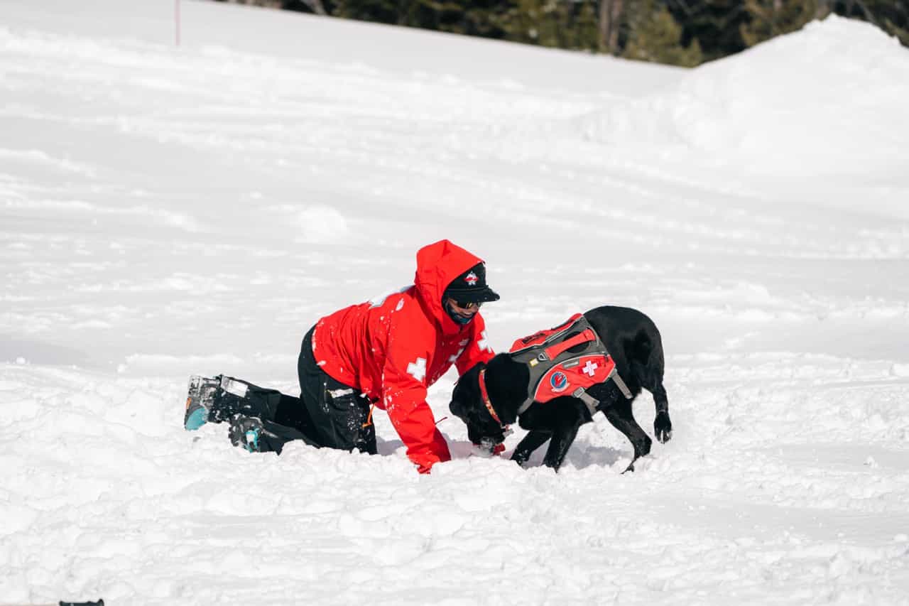 ski patrol and avalanche dog training at yellowstone club, big sky, montana